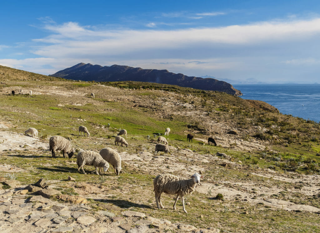 Owce na wyspie